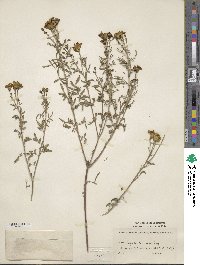 Tagetes lemmonii image