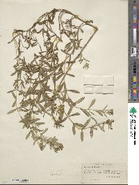 Tagetes lucida image