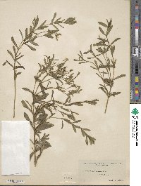 Tagetes lucida image