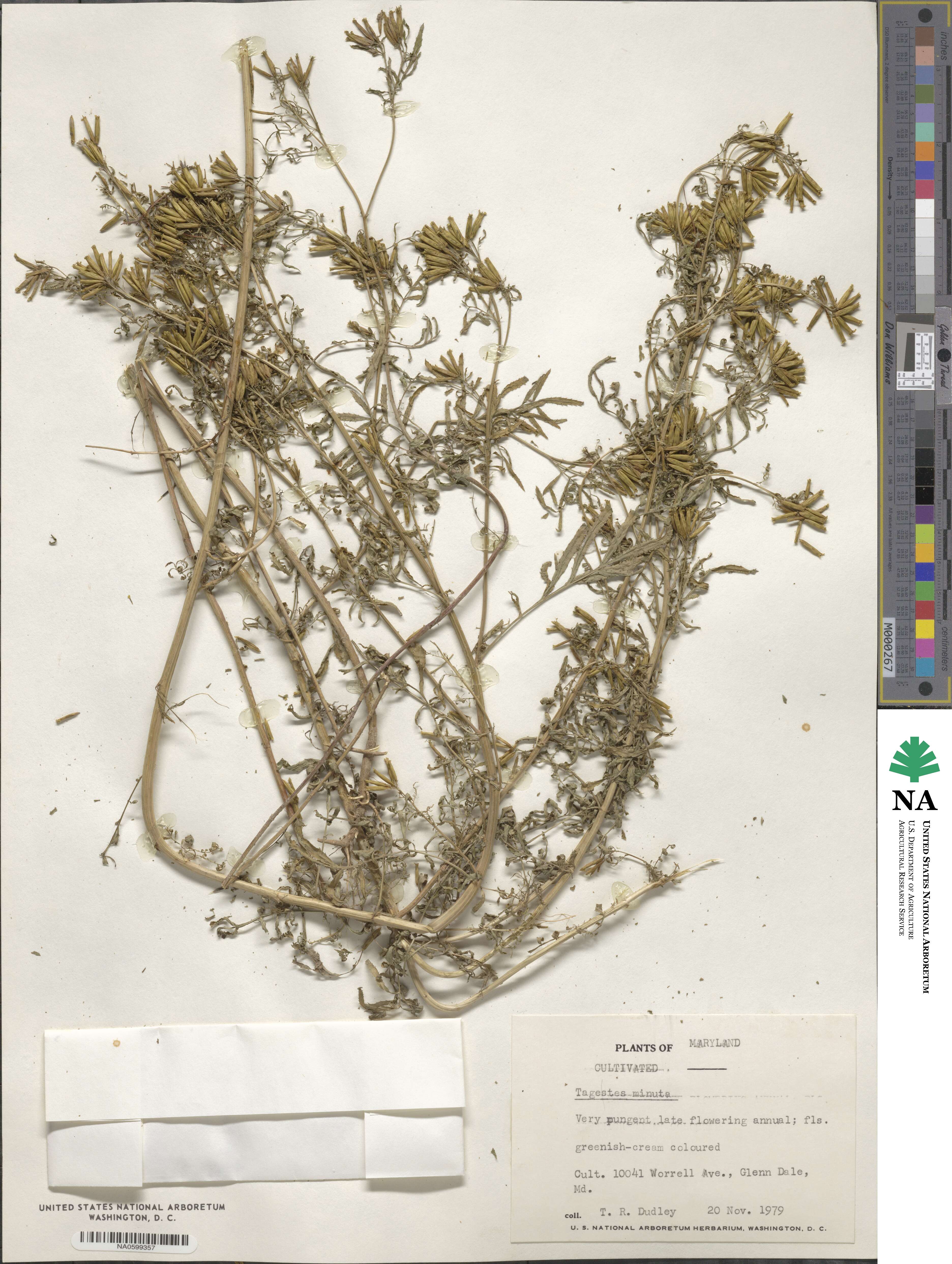 Tagetes minuta image