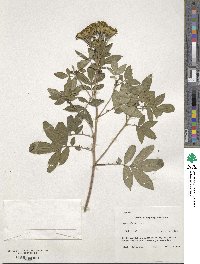 Tagetes nelsonii image