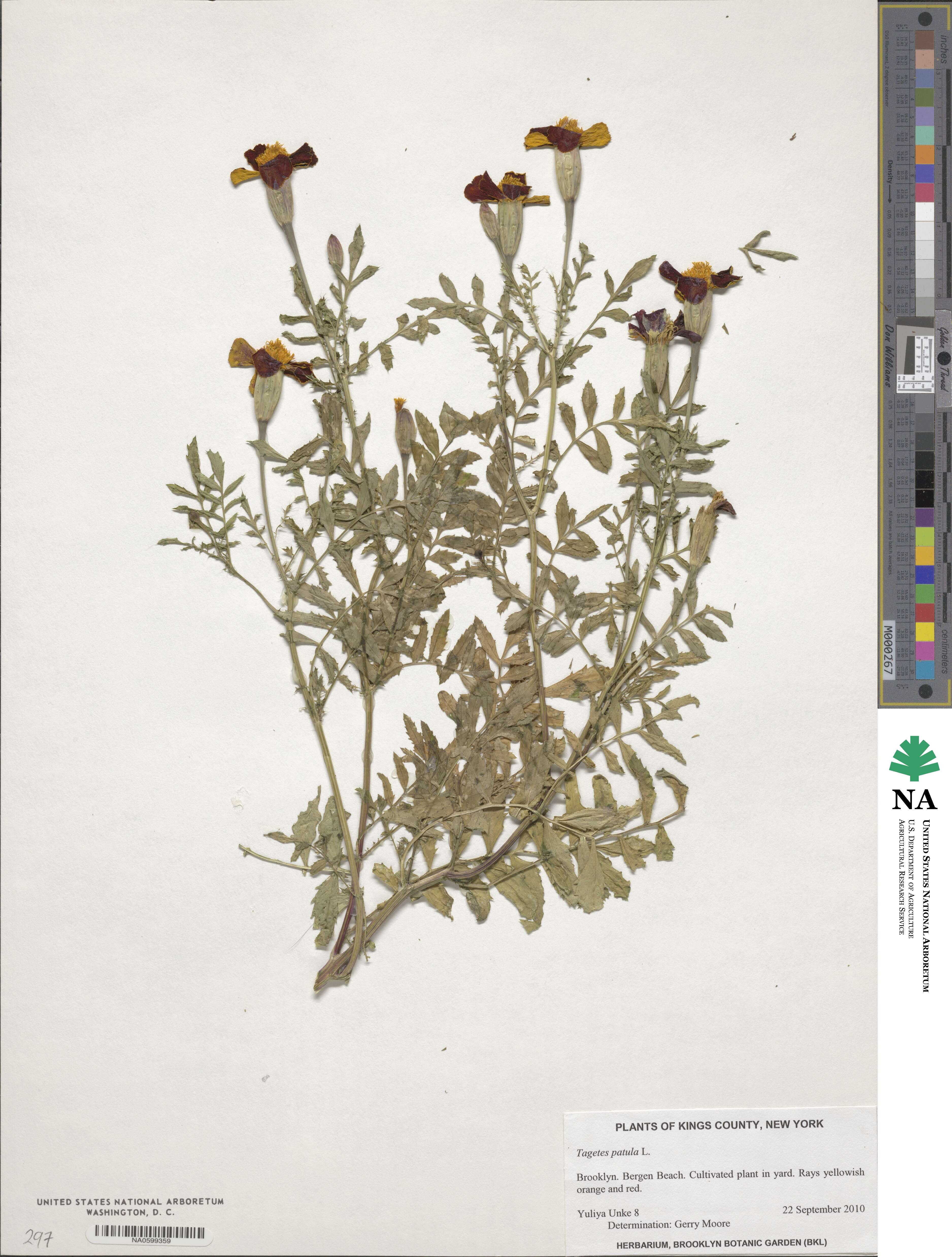 Tagetes erecta image