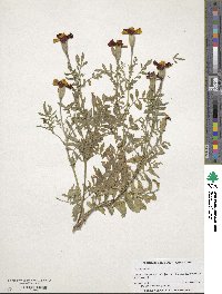 Tagetes erecta image