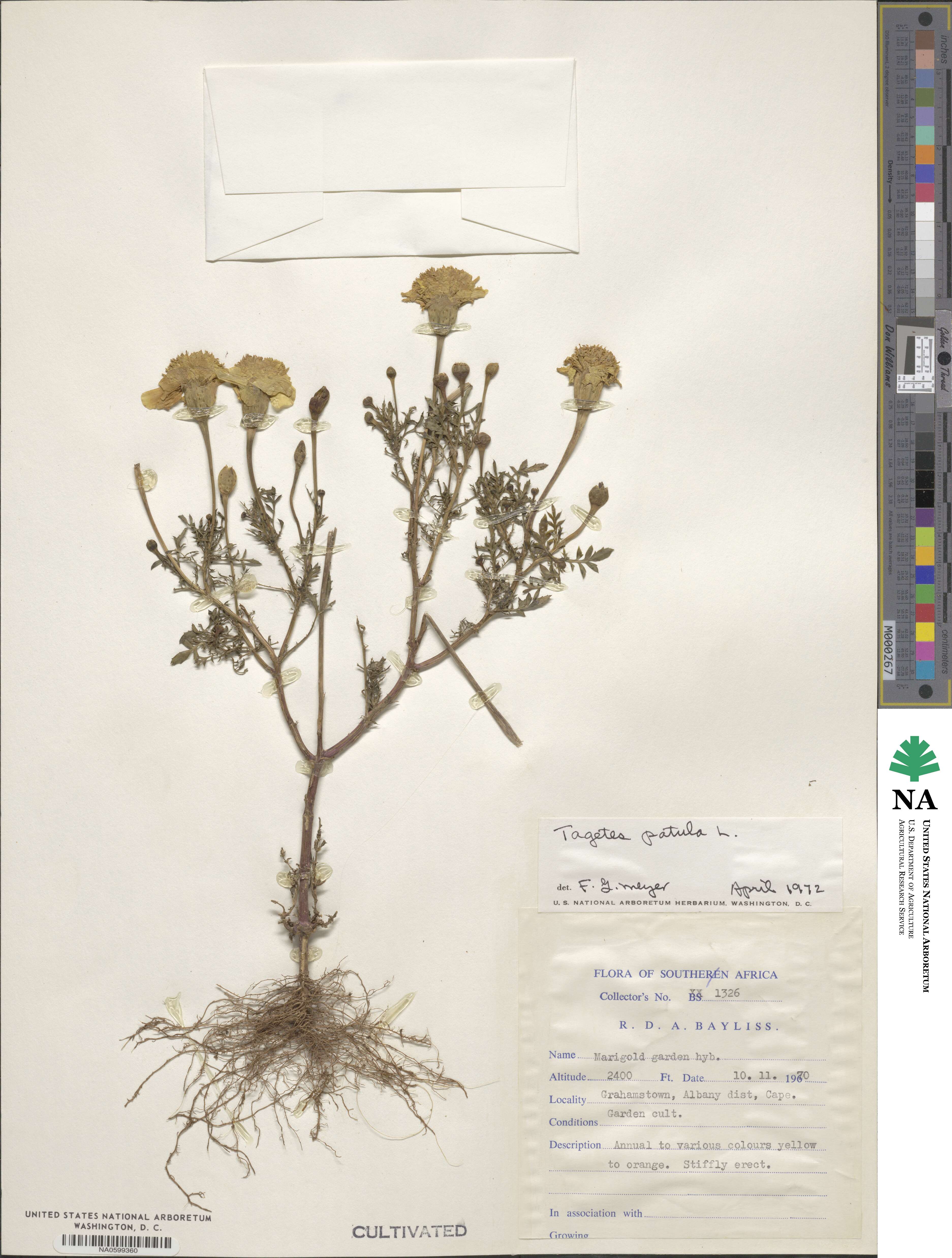Tagetes erecta image