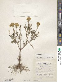 Tagetes erecta image