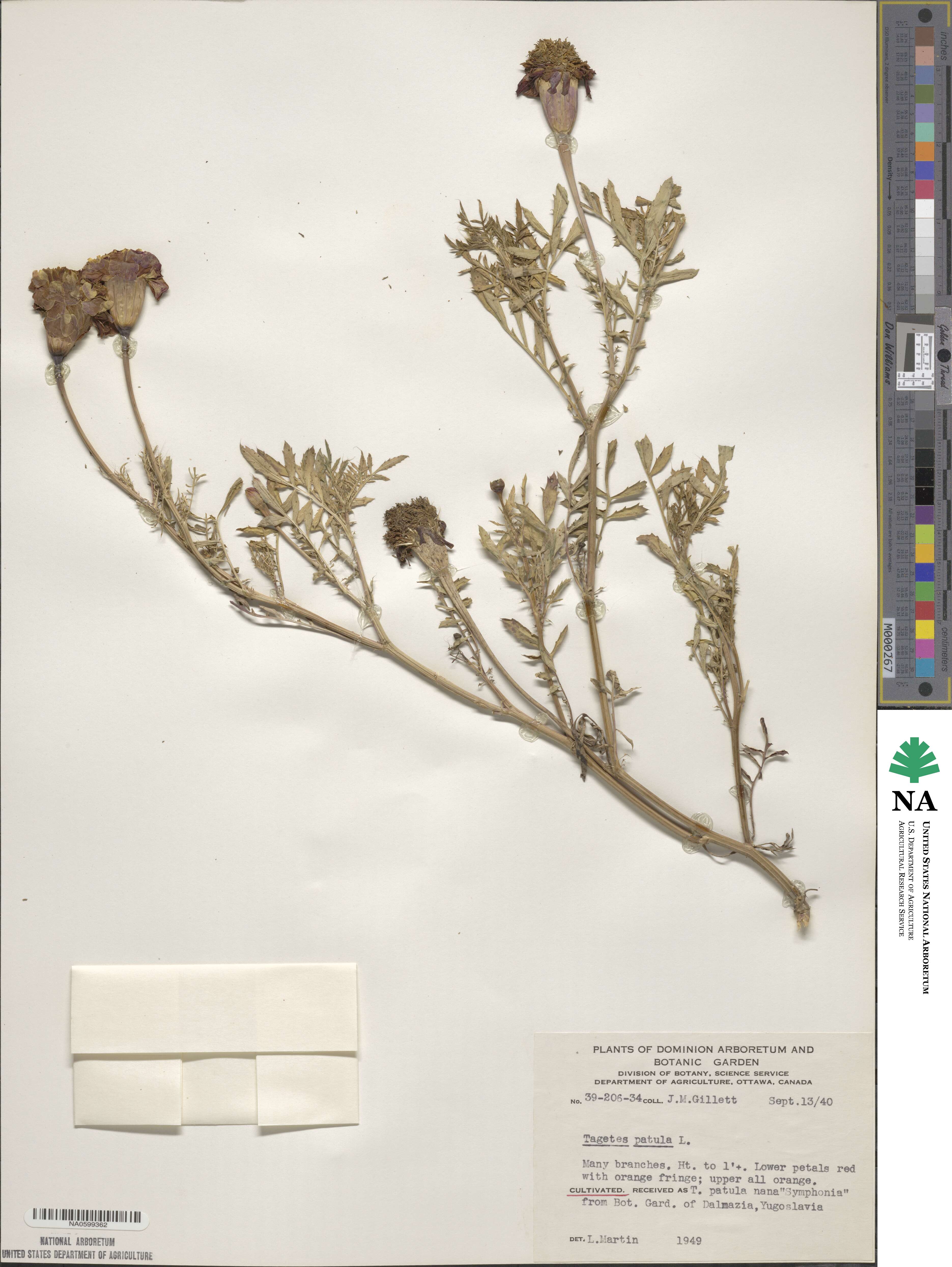 Tagetes erecta image