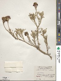 Tagetes erecta image