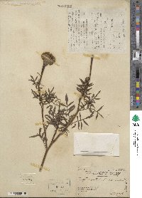 Tagetes erecta image