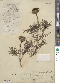 Tagetes erecta image