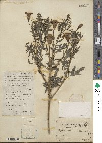 Tagetes erecta image