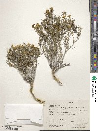 Thymophylla acerosa image