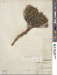 Thymophylla acerosa image