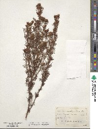 Dyssodia papposa image