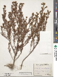 Dyssodia papposa image