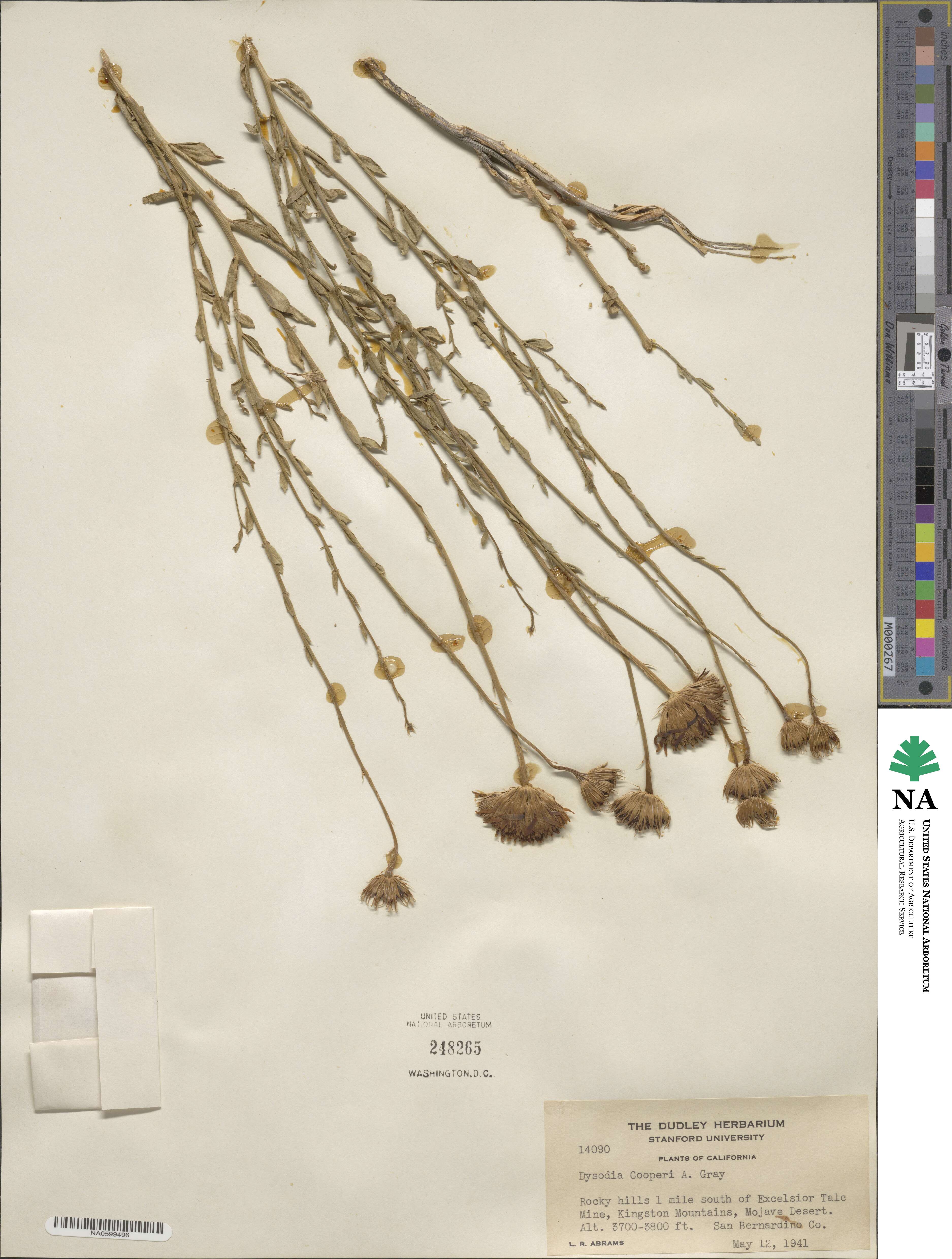 Adenophyllum cooperi image