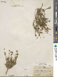 Thymophylla pentachaeta var. belenidium image