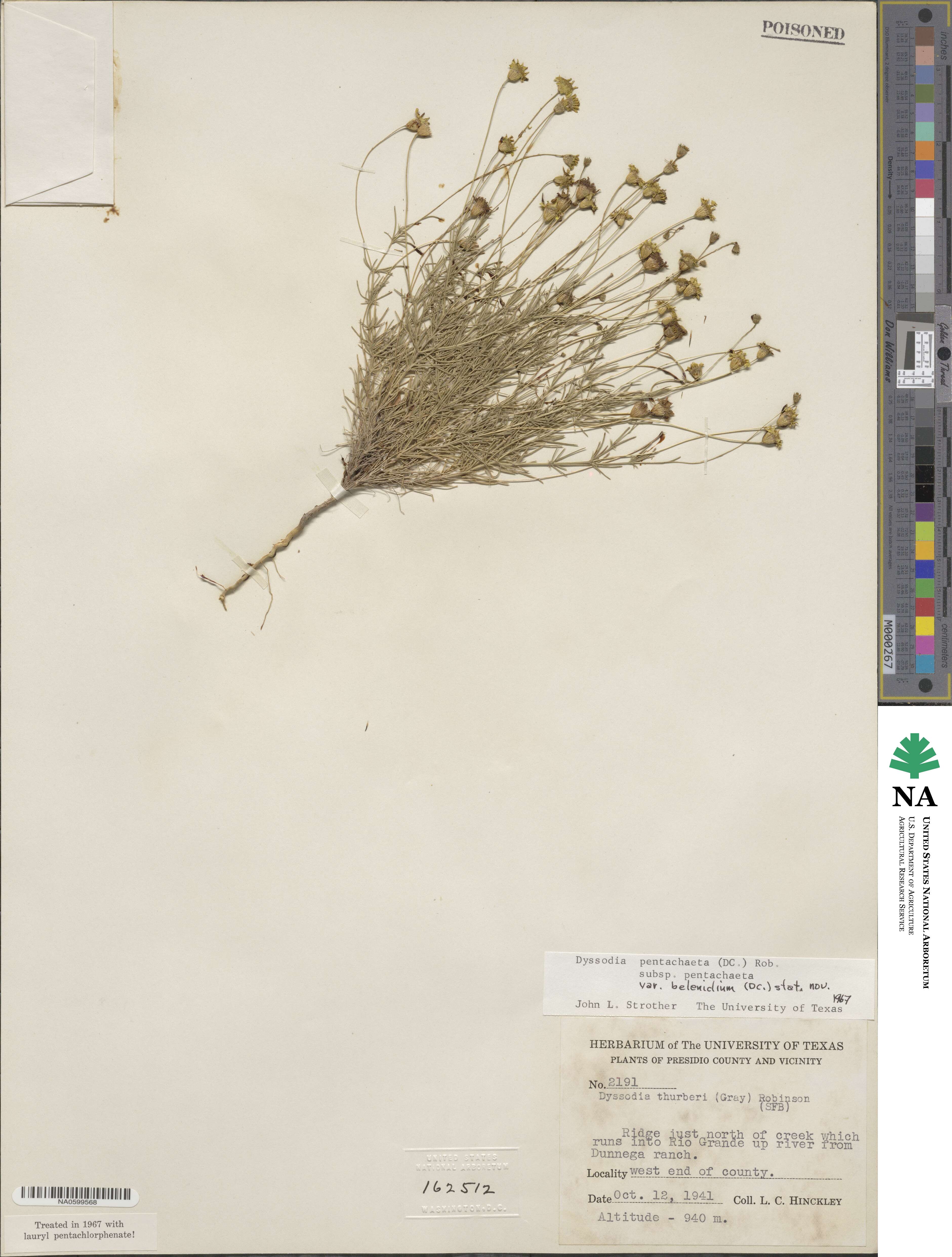 Thymophylla pentachaeta image