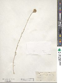 Adenophyllum porophylloides image