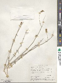 Adenophyllum porophylloides image