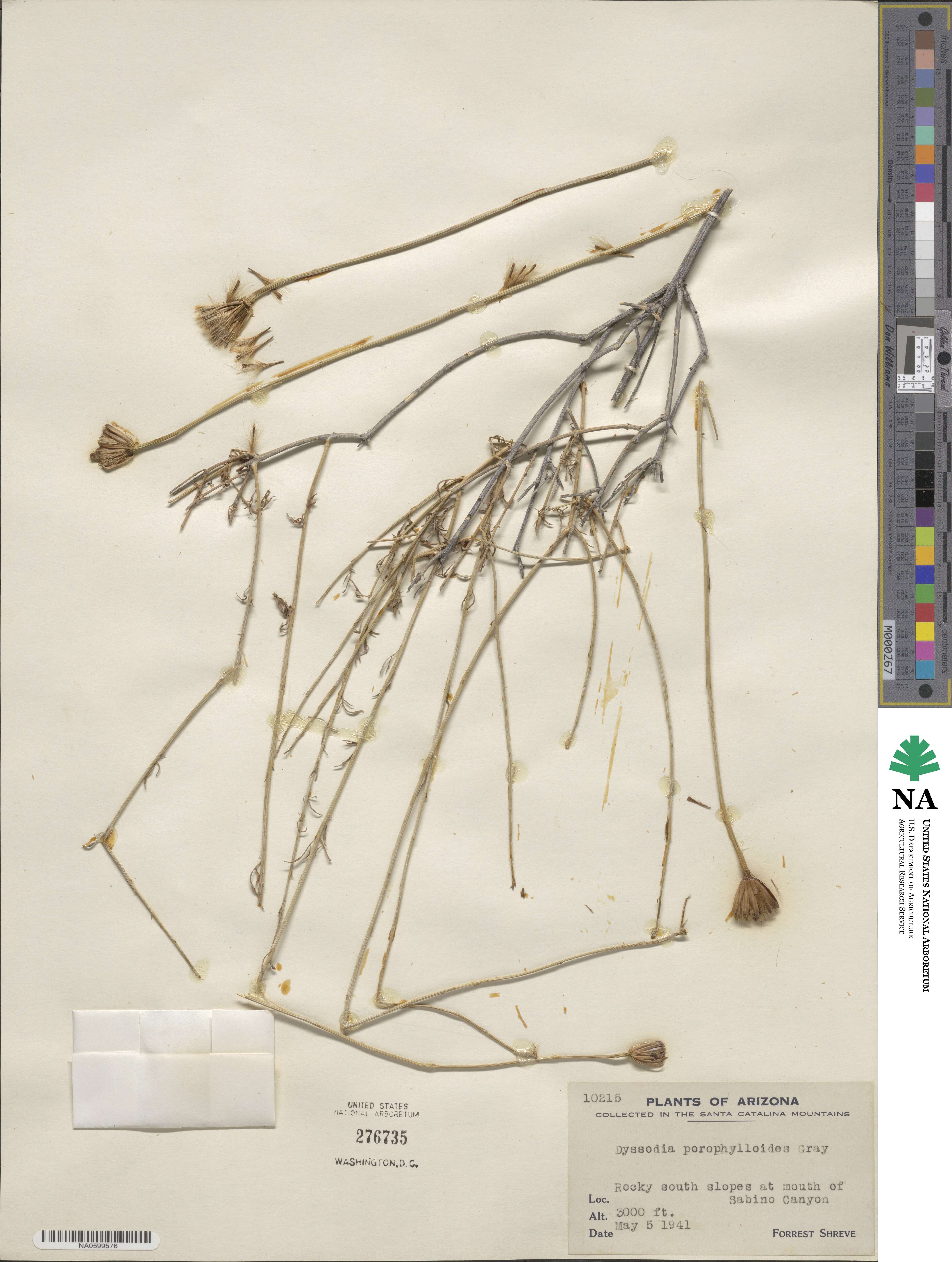 Adenophyllum porophylloides image