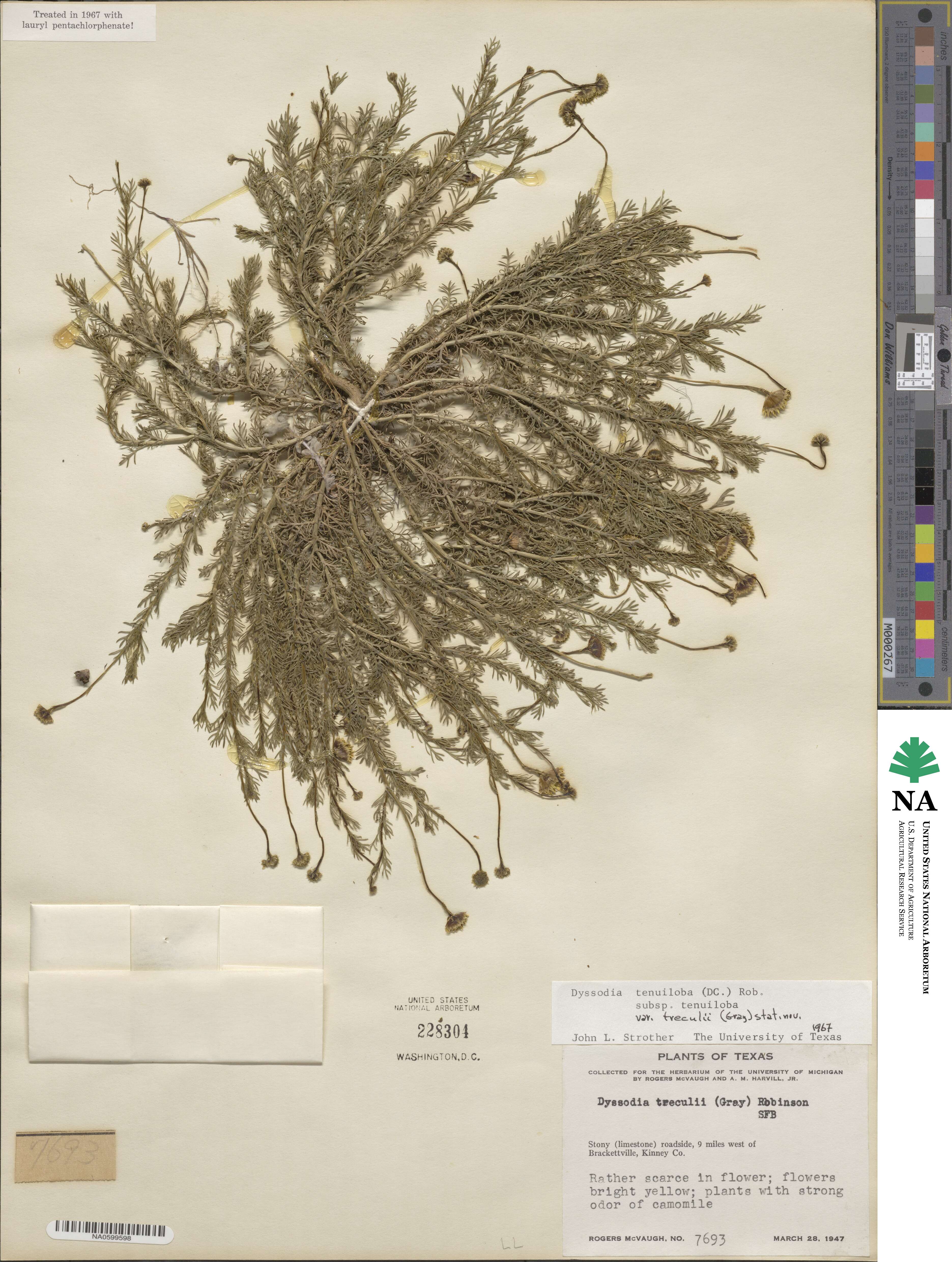 Thymophylla tenuiloba var. treculii image