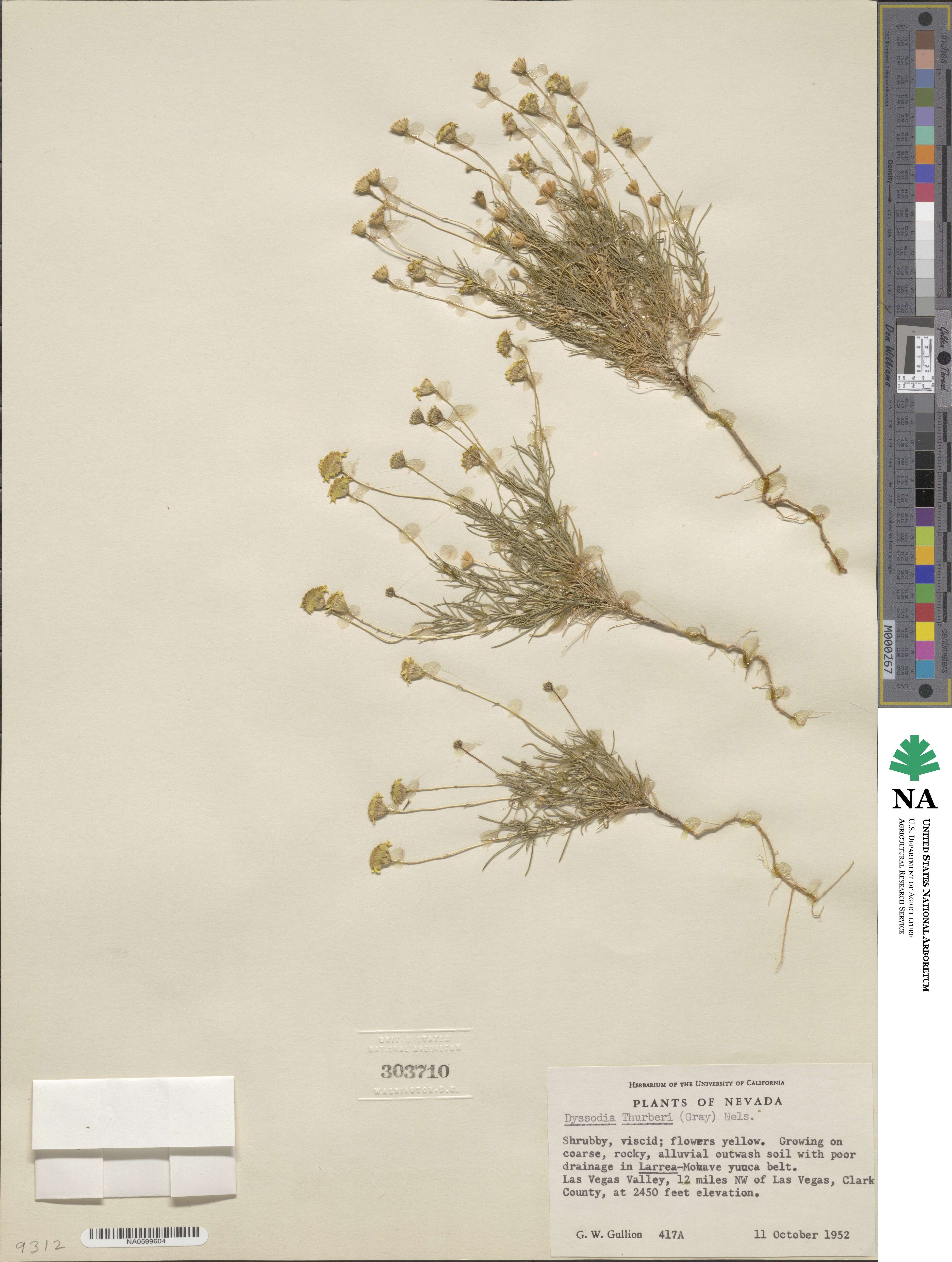 Thymophylla pentachaeta var. belenidium image