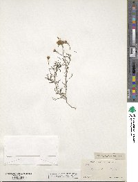 Thymophylla tenuiloba var. wrightii image