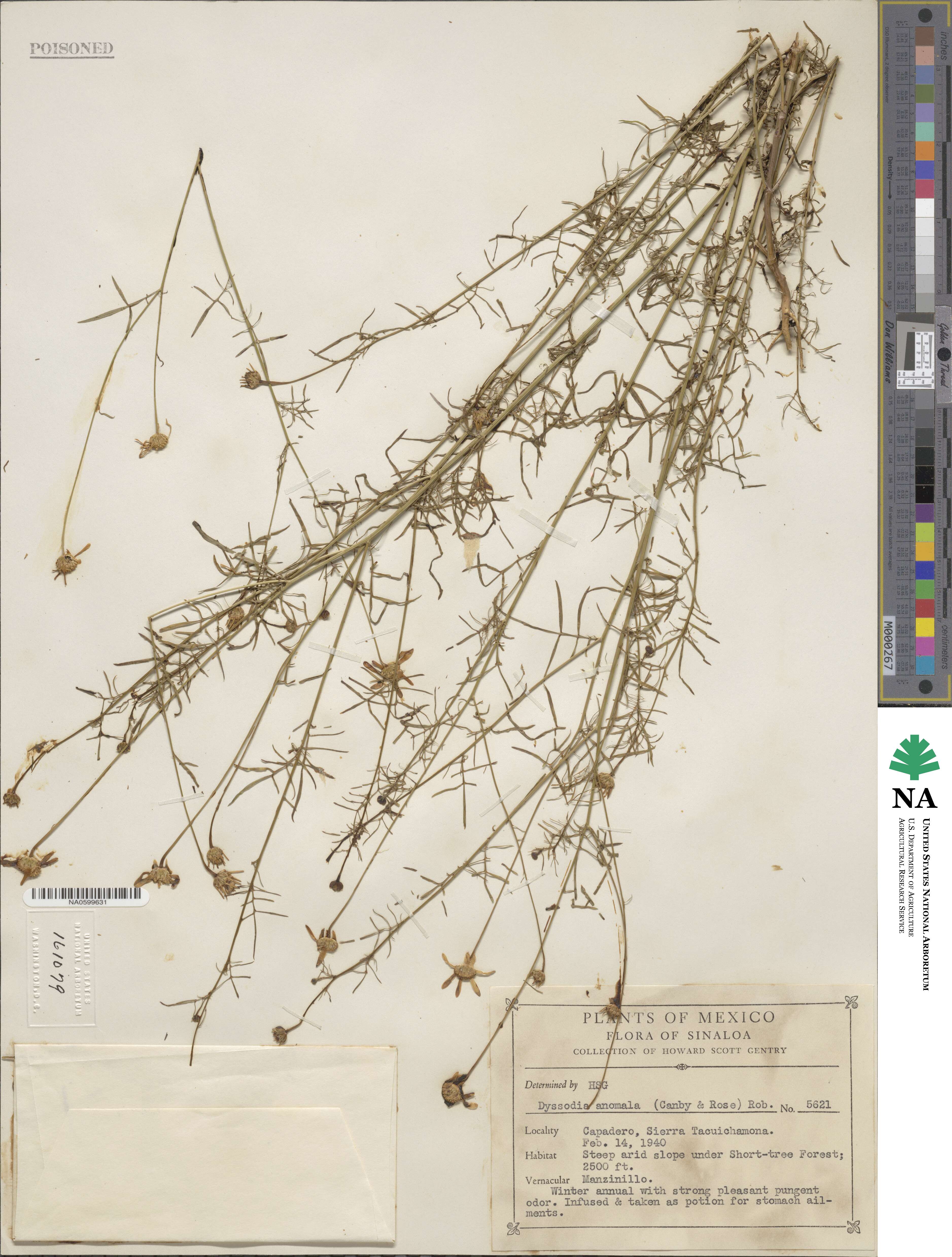 Adenophyllum anomalum image