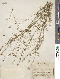 Adenophyllum anomalum image