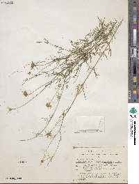 Adenophyllum anomalum image