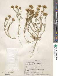 Boeberastrum anthemidifolium image