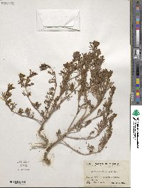 Dyssodia papposa image