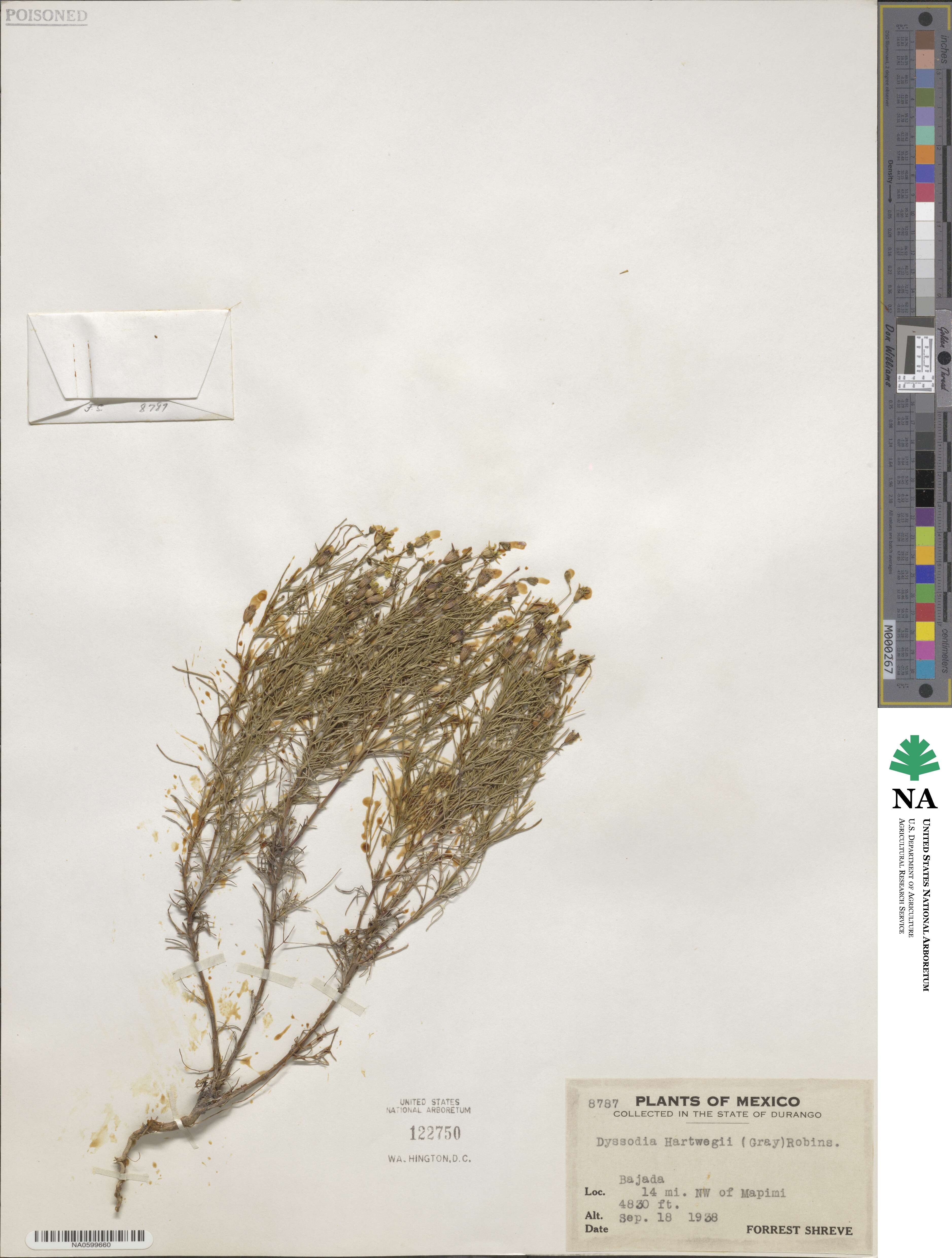 Thymophylla pentachaeta var. hartwegii image