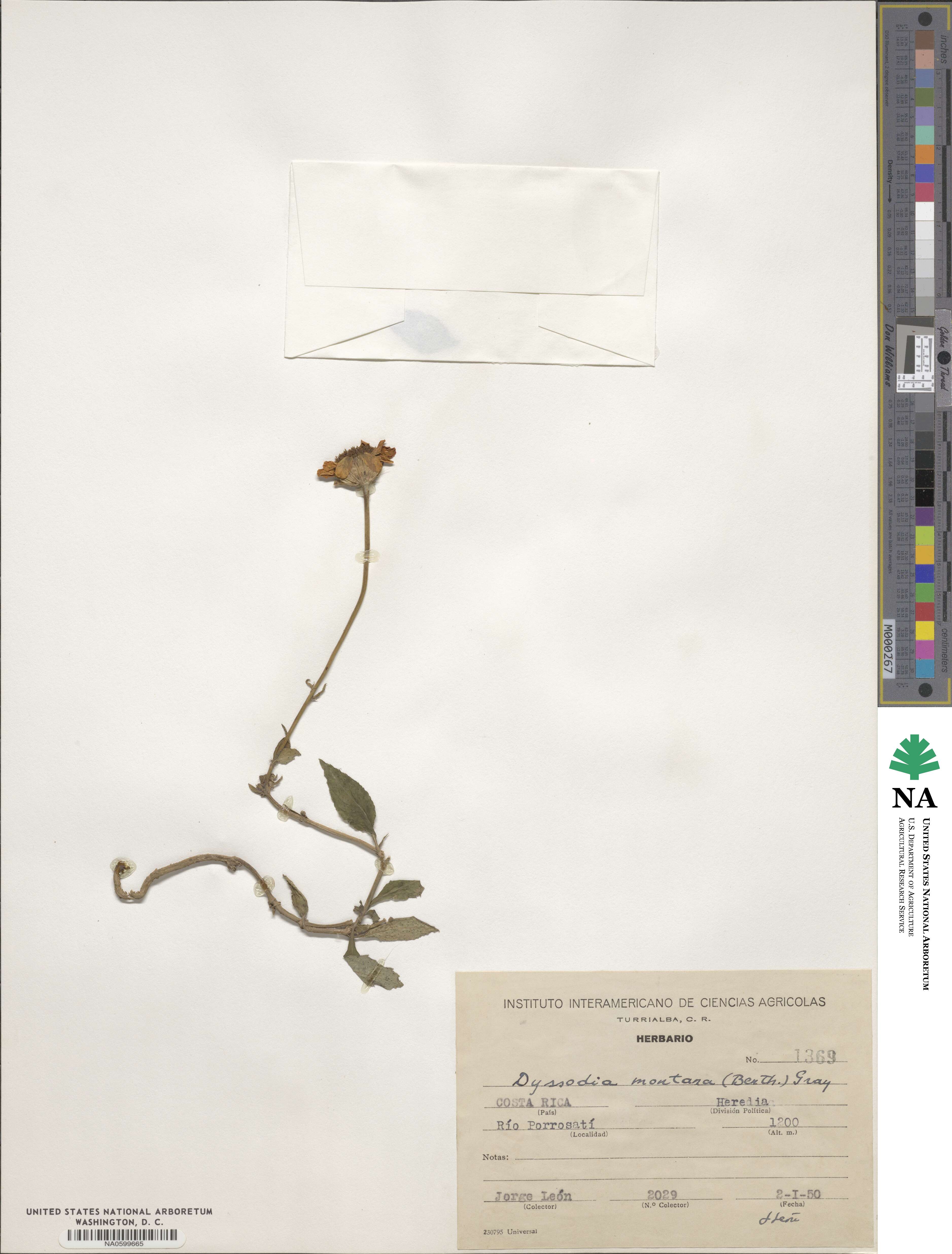 Comaclinium montanum image