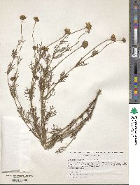 Dyssodia pinnata image