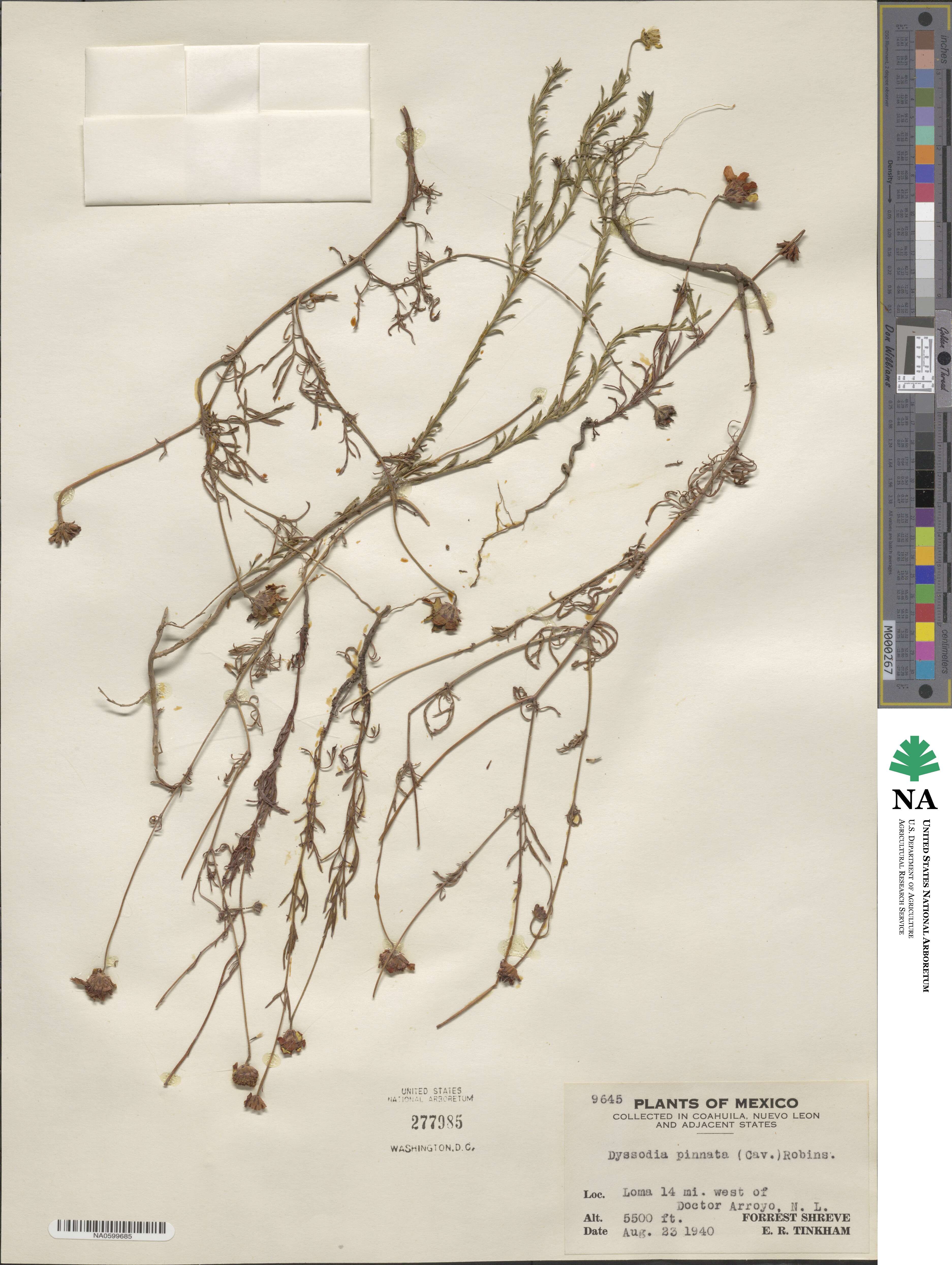 Dyssodia pinnata image