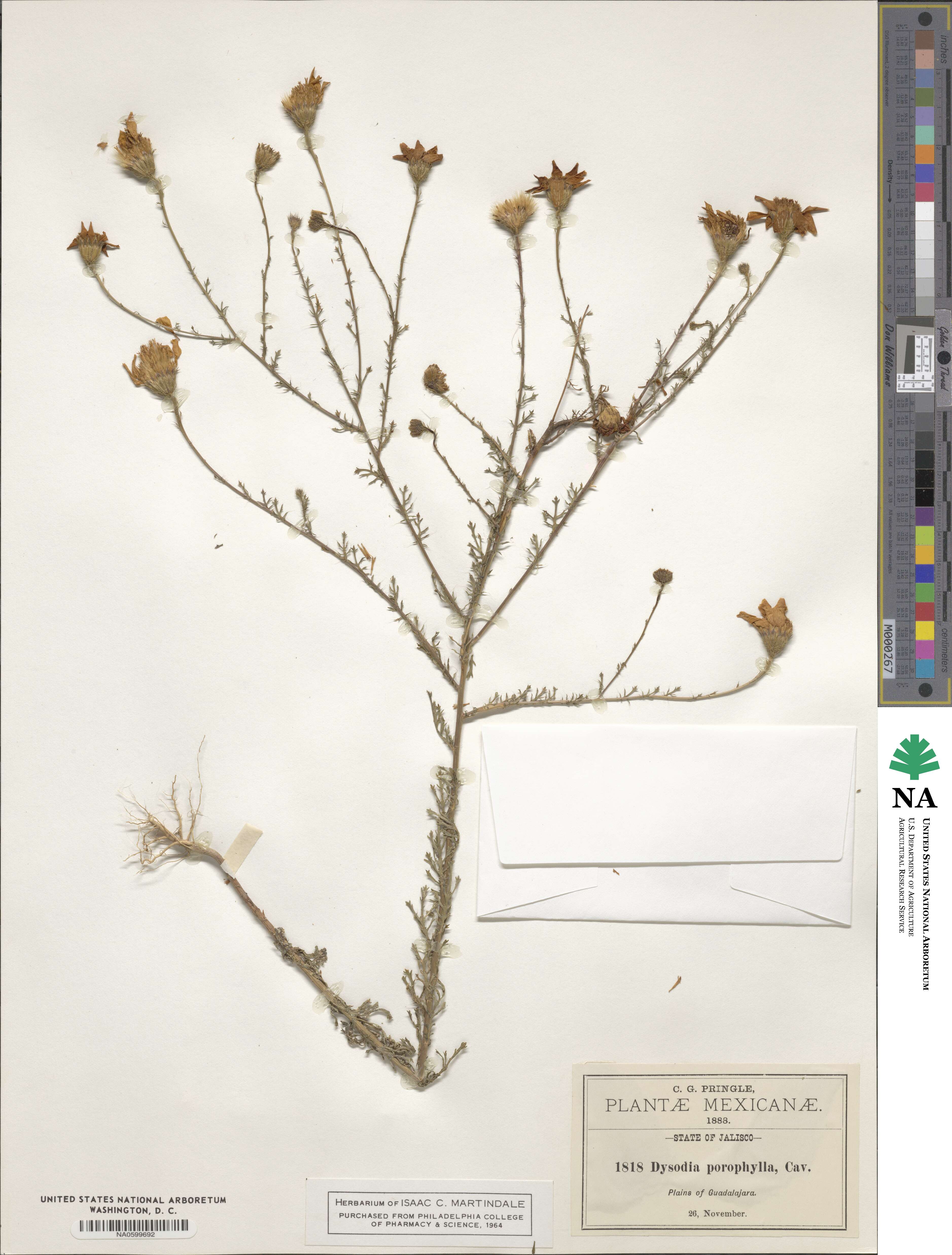 Adenophyllum porophyllum image