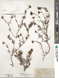 Dyssodia pinnata image