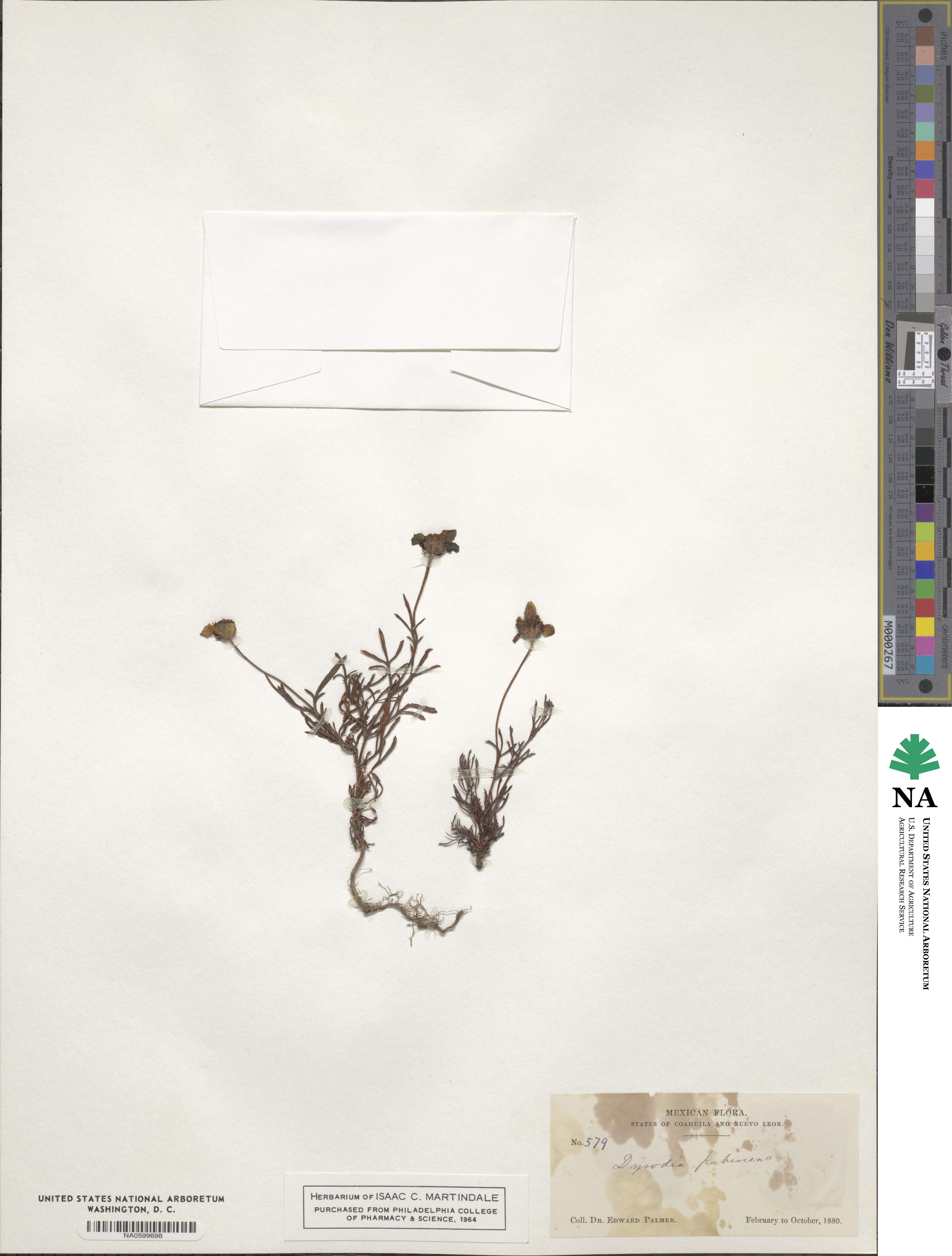 Dyssodia pinnata image