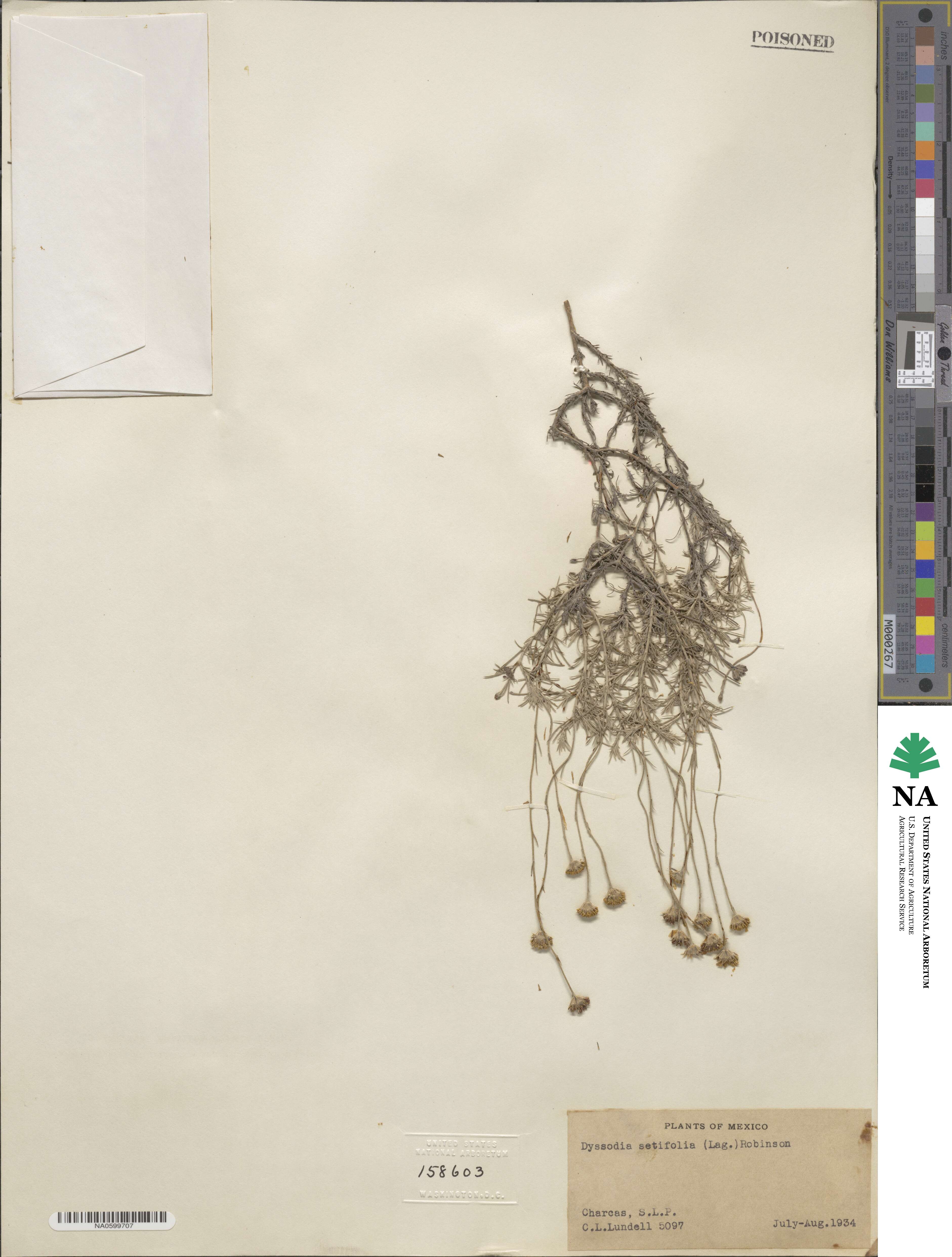 Thymophylla setifolia image
