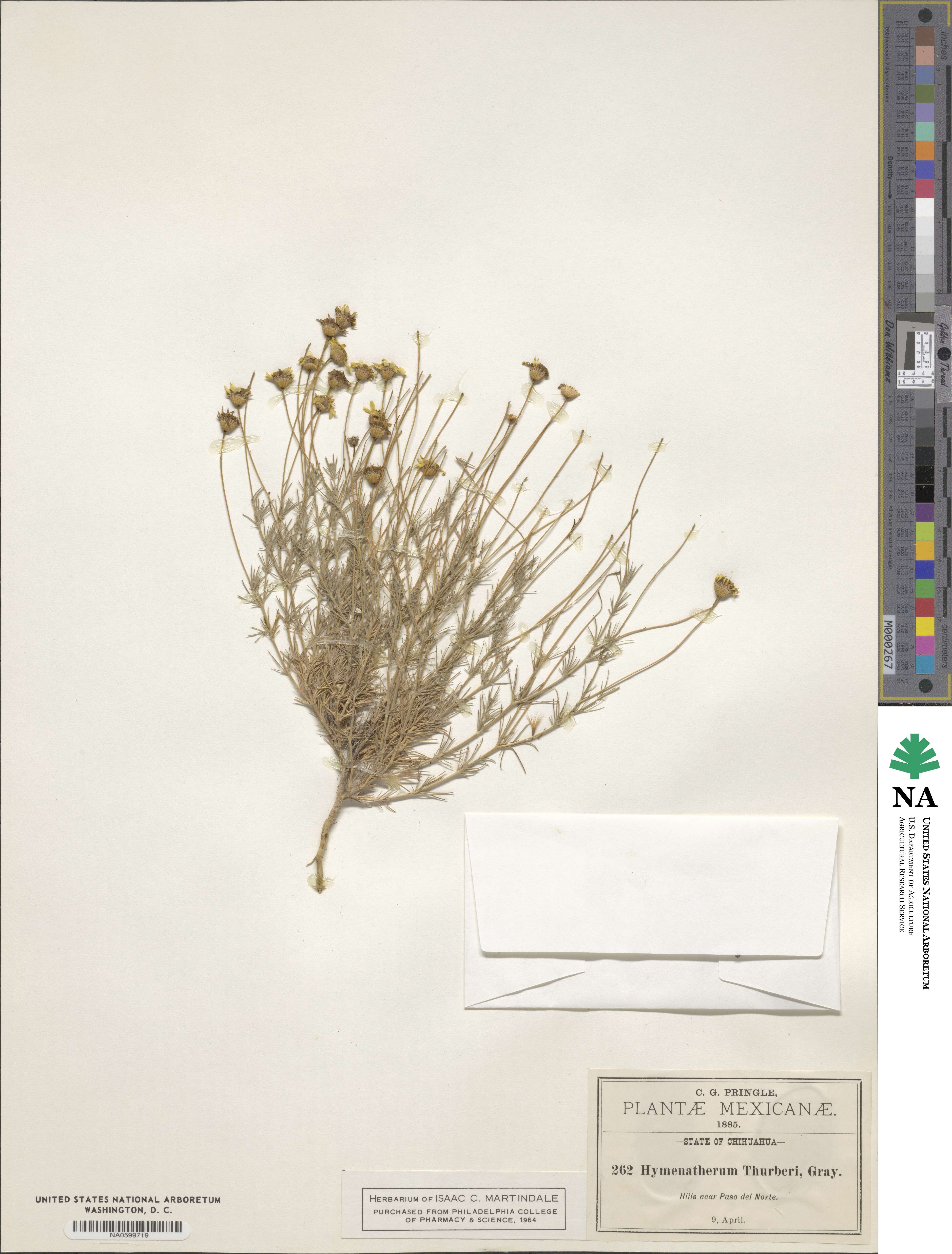 Thymophylla pentachaeta image