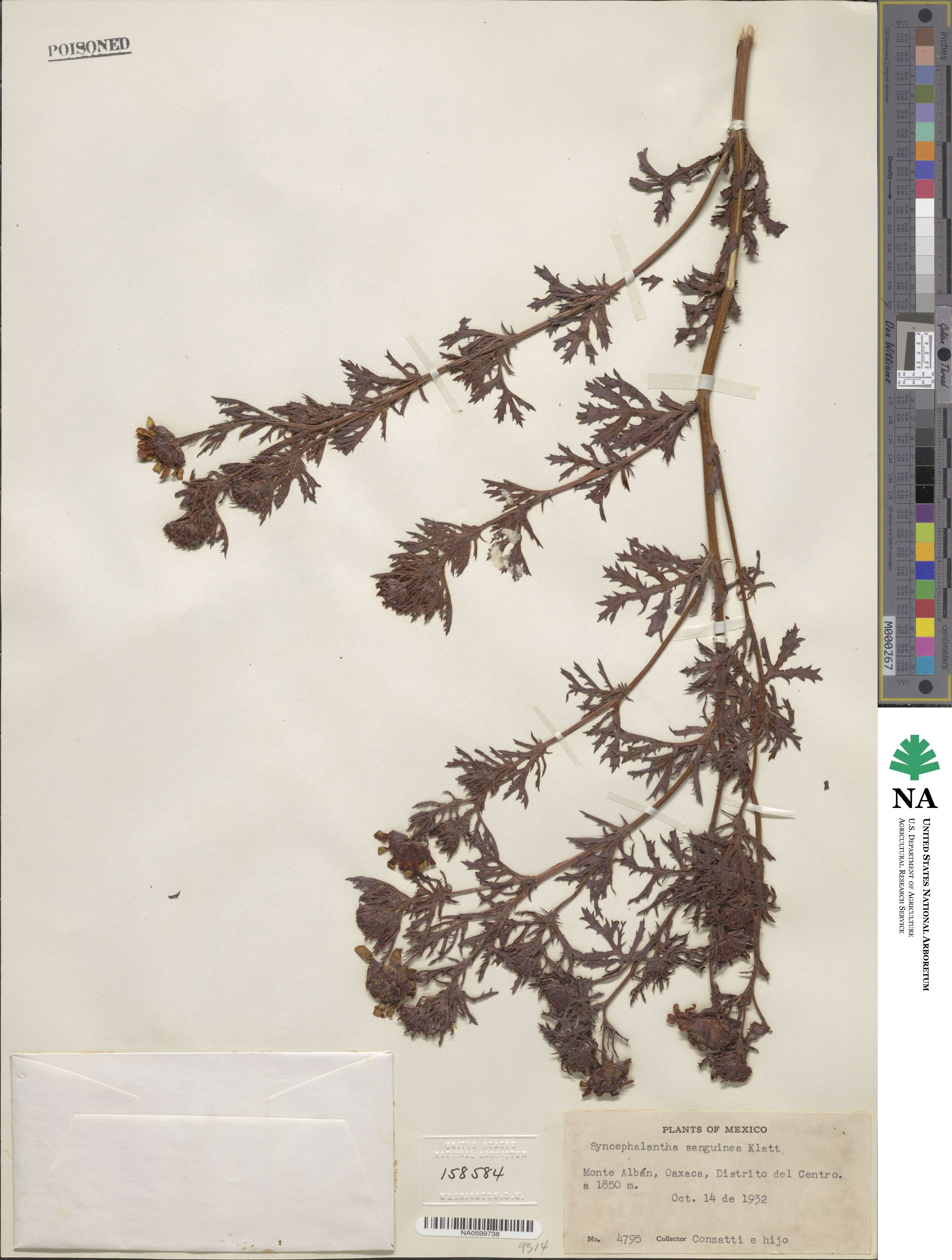 Syncephalantha sanguinea image