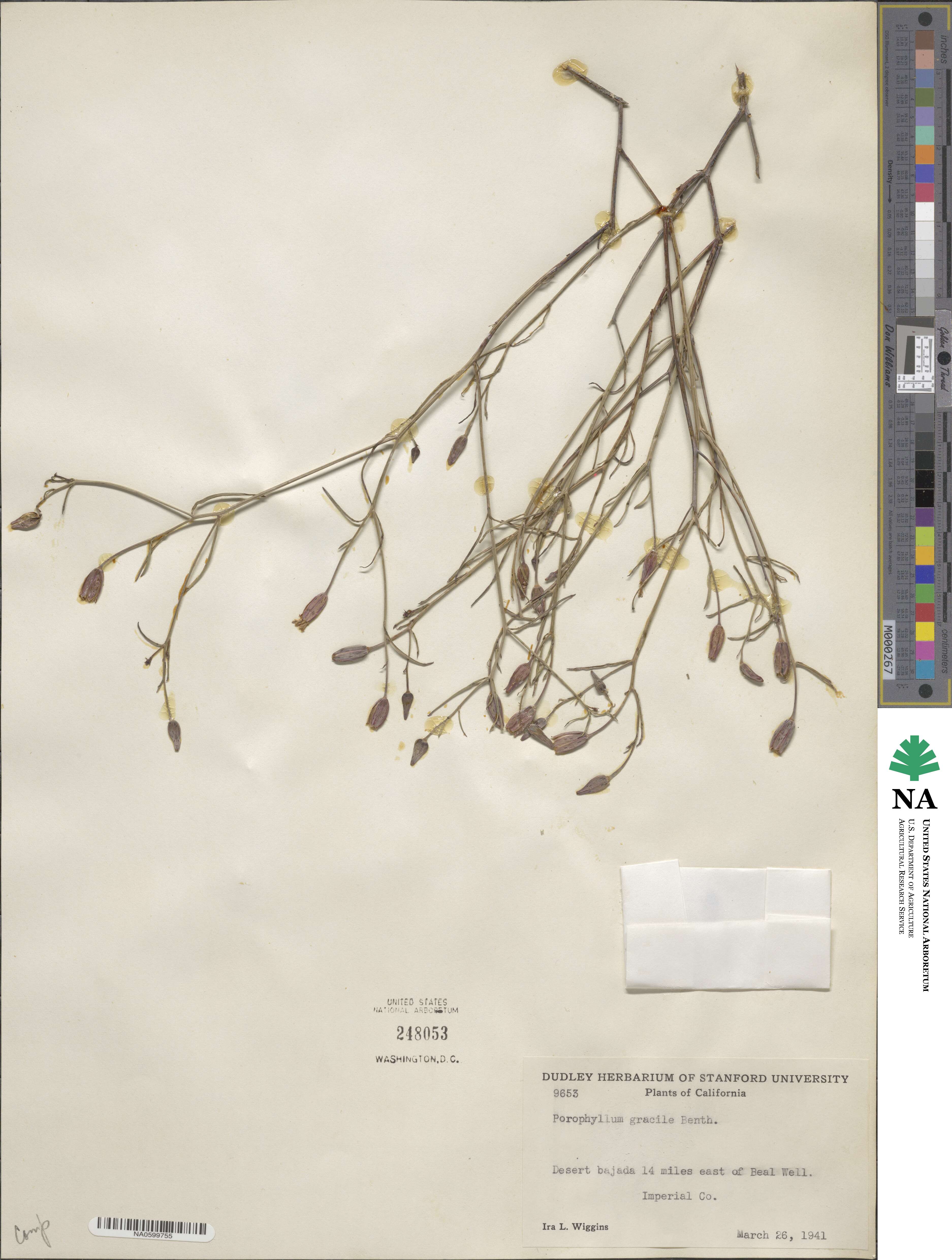 Porophyllum gracile image