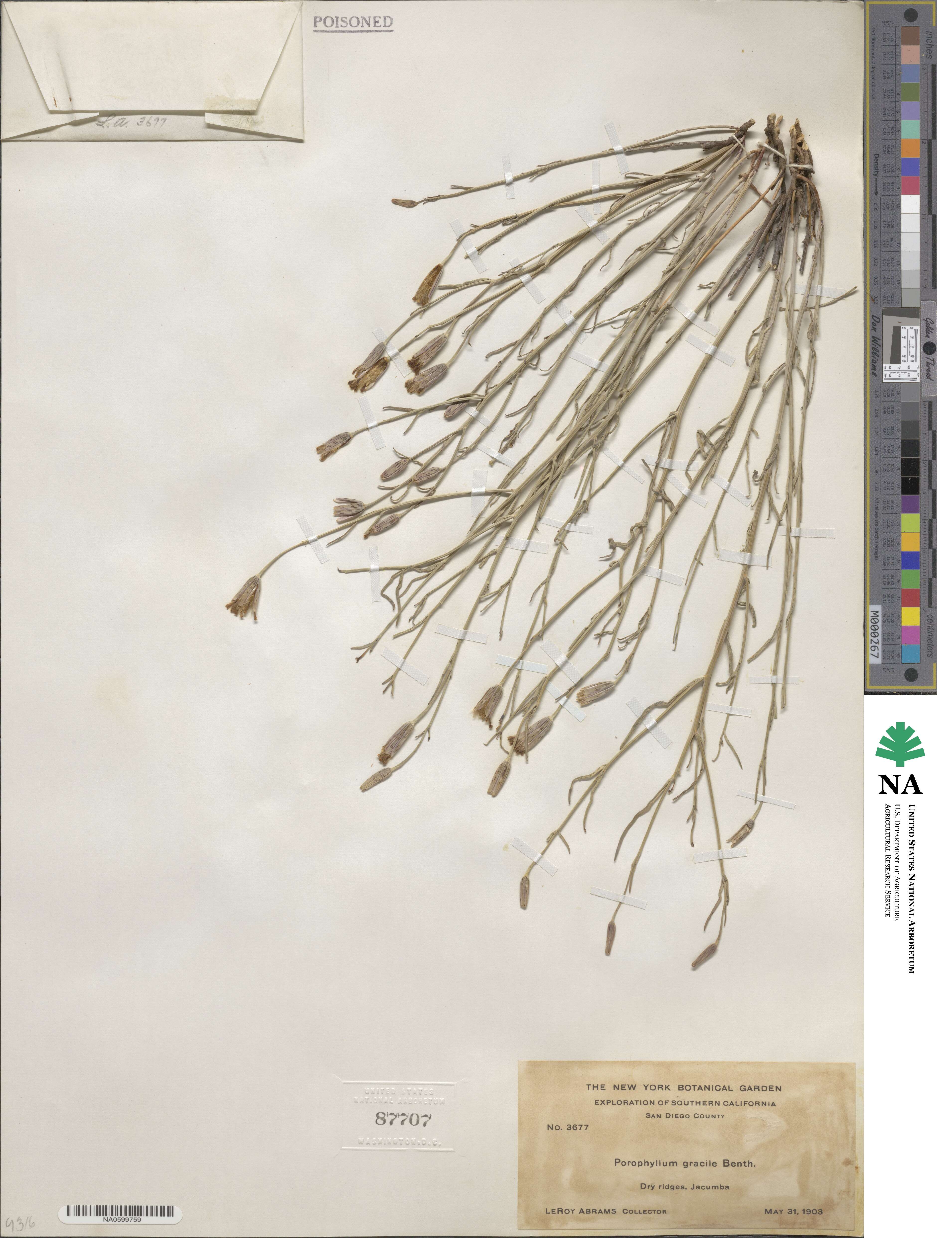 Porophyllum gracile image