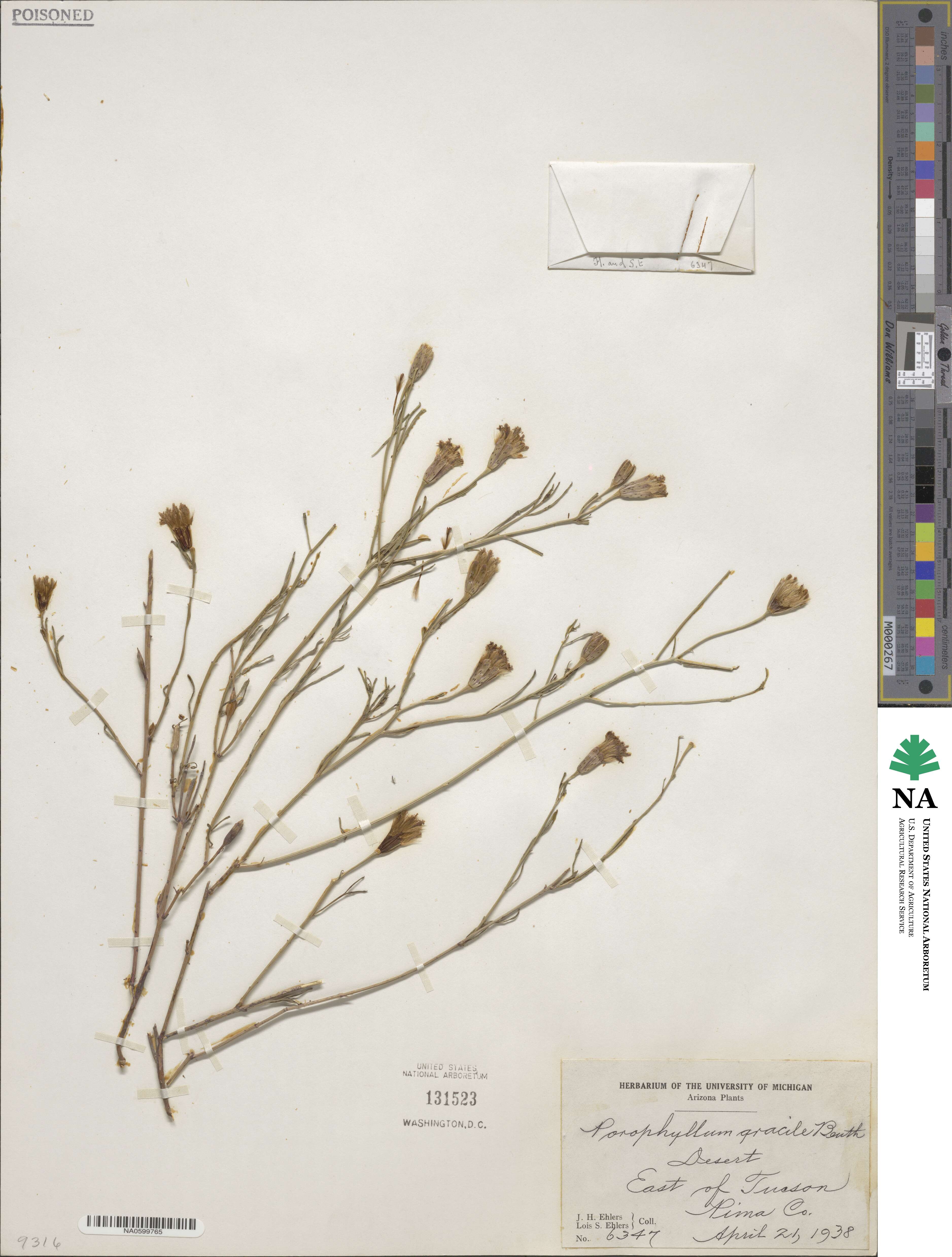 Porophyllum gracile image