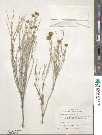 Porophyllum scoparium image