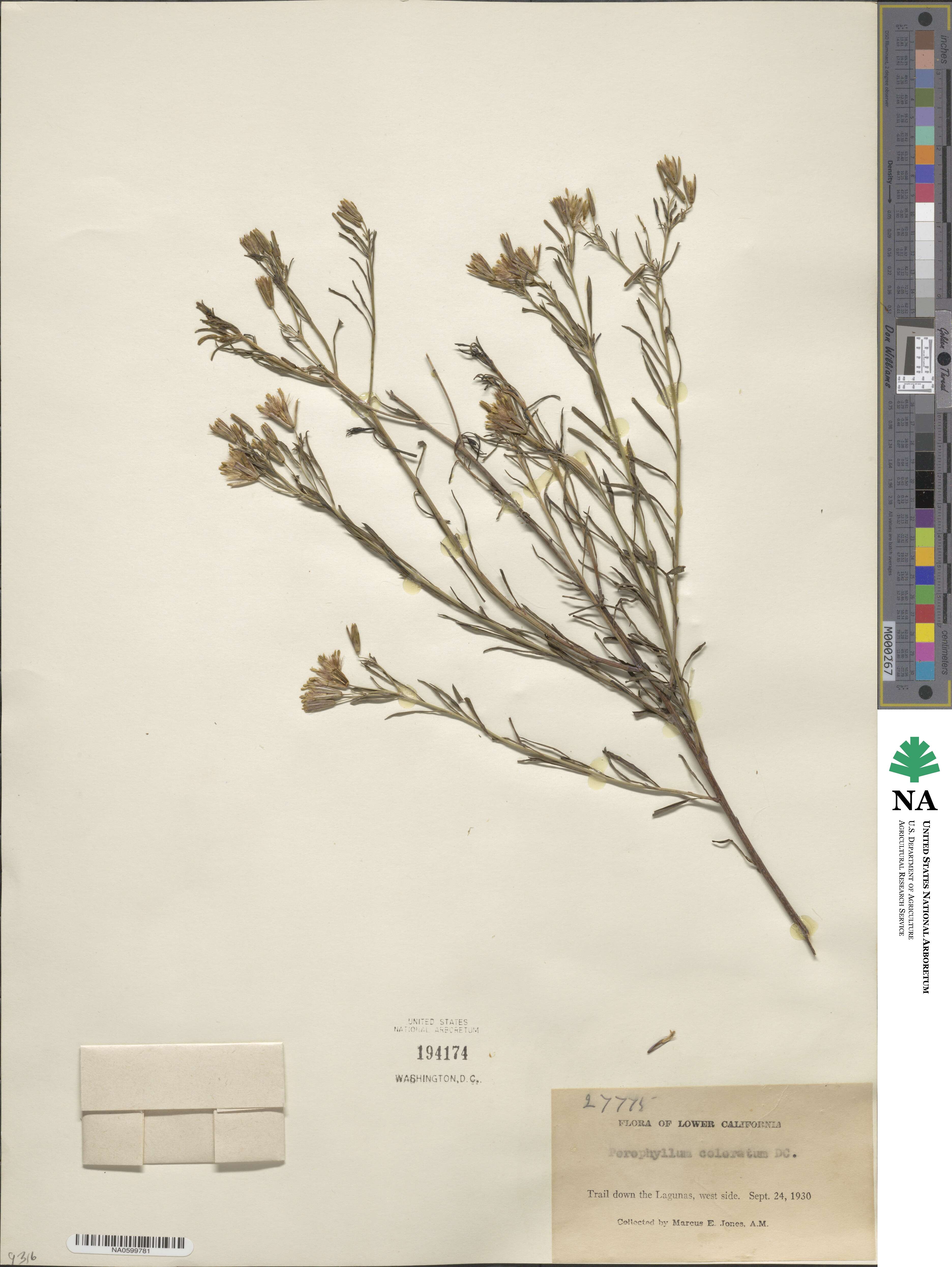 Porophyllum coloratum image