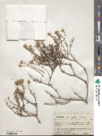 Bajacalia crassifolia image