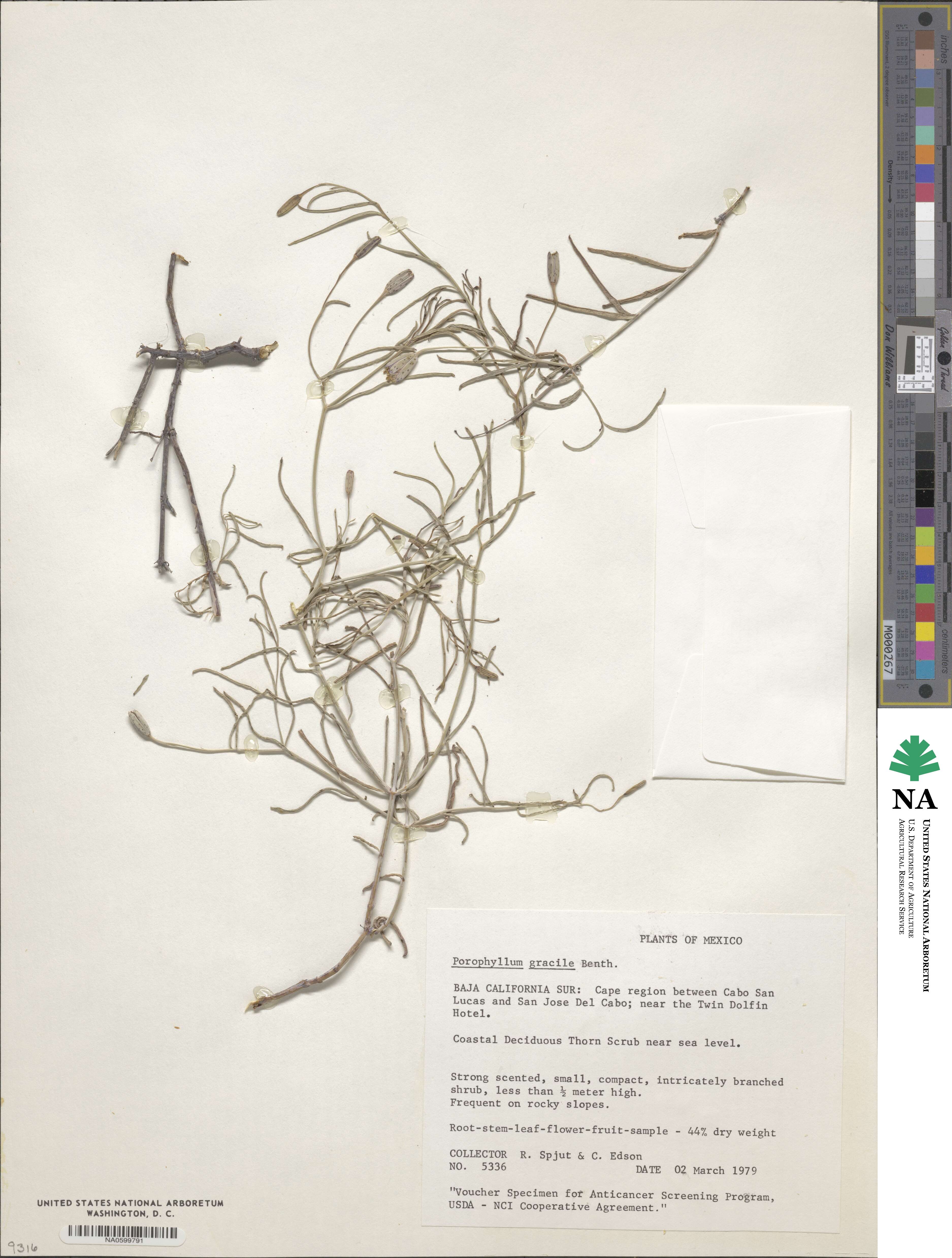 Porophyllum gracile image