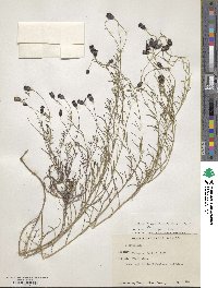 Porophyllum linaria image